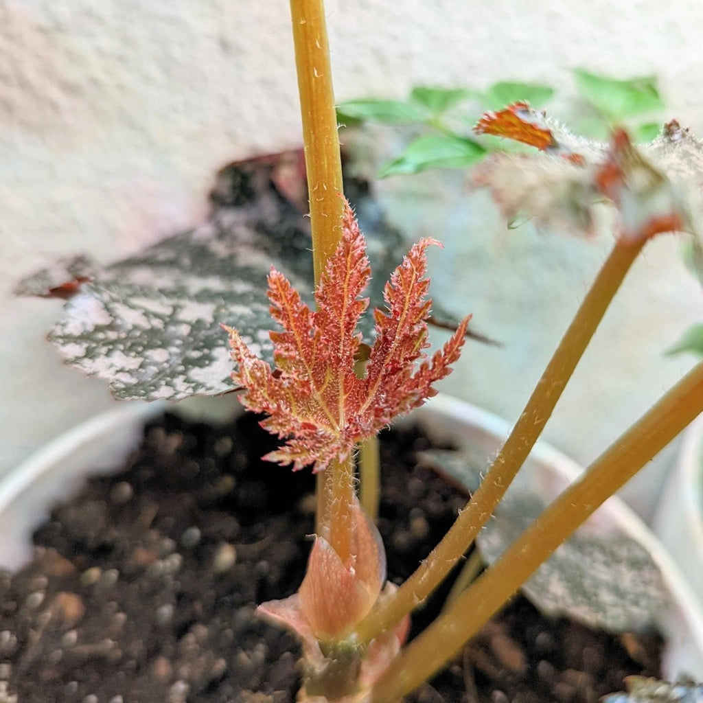 Gryphon Begonia Seeds, view 6