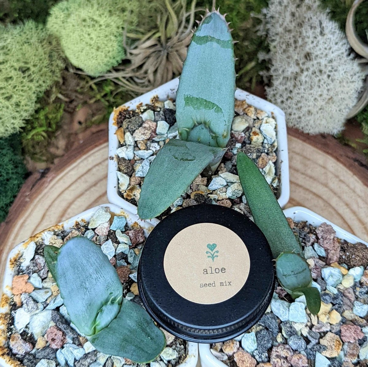 "Houseplant Adventurer" Houseplant Seed Collection, view 6