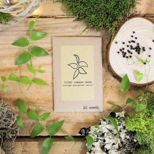 "Houseplant Adventurer" Houseplant Seed Collection, view 2