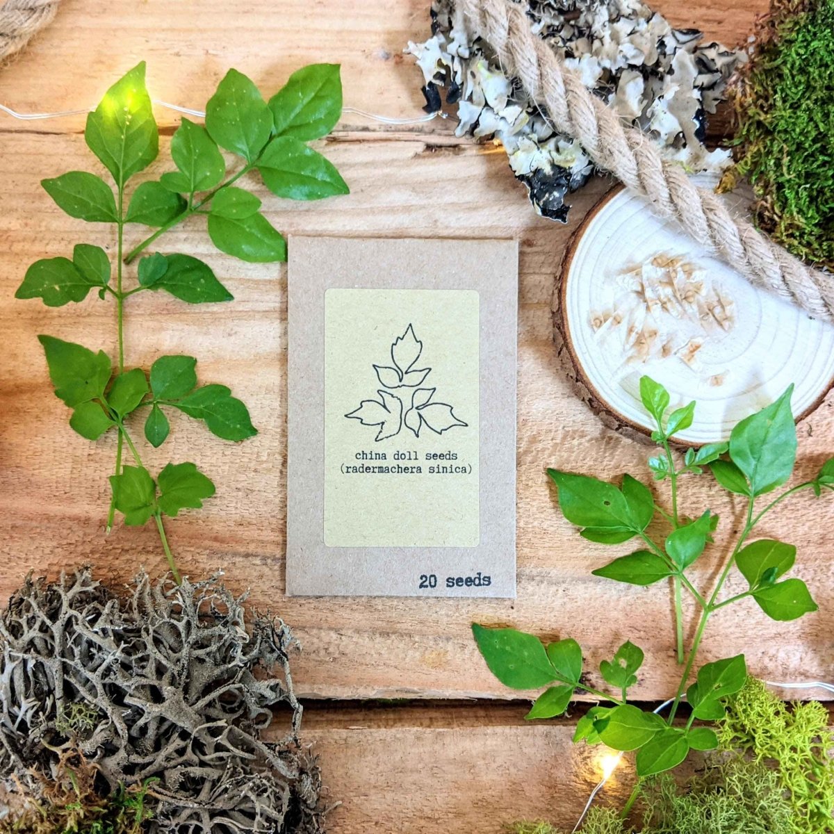 "Houseplant Adventurer" Houseplant Seed Collection, view 5