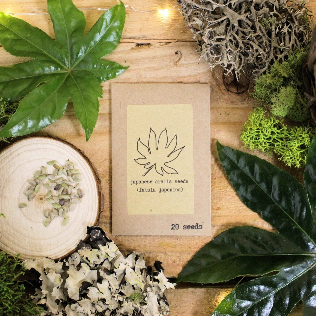 "Houseplant Adventurer" Houseplant Seed Collection, view 4