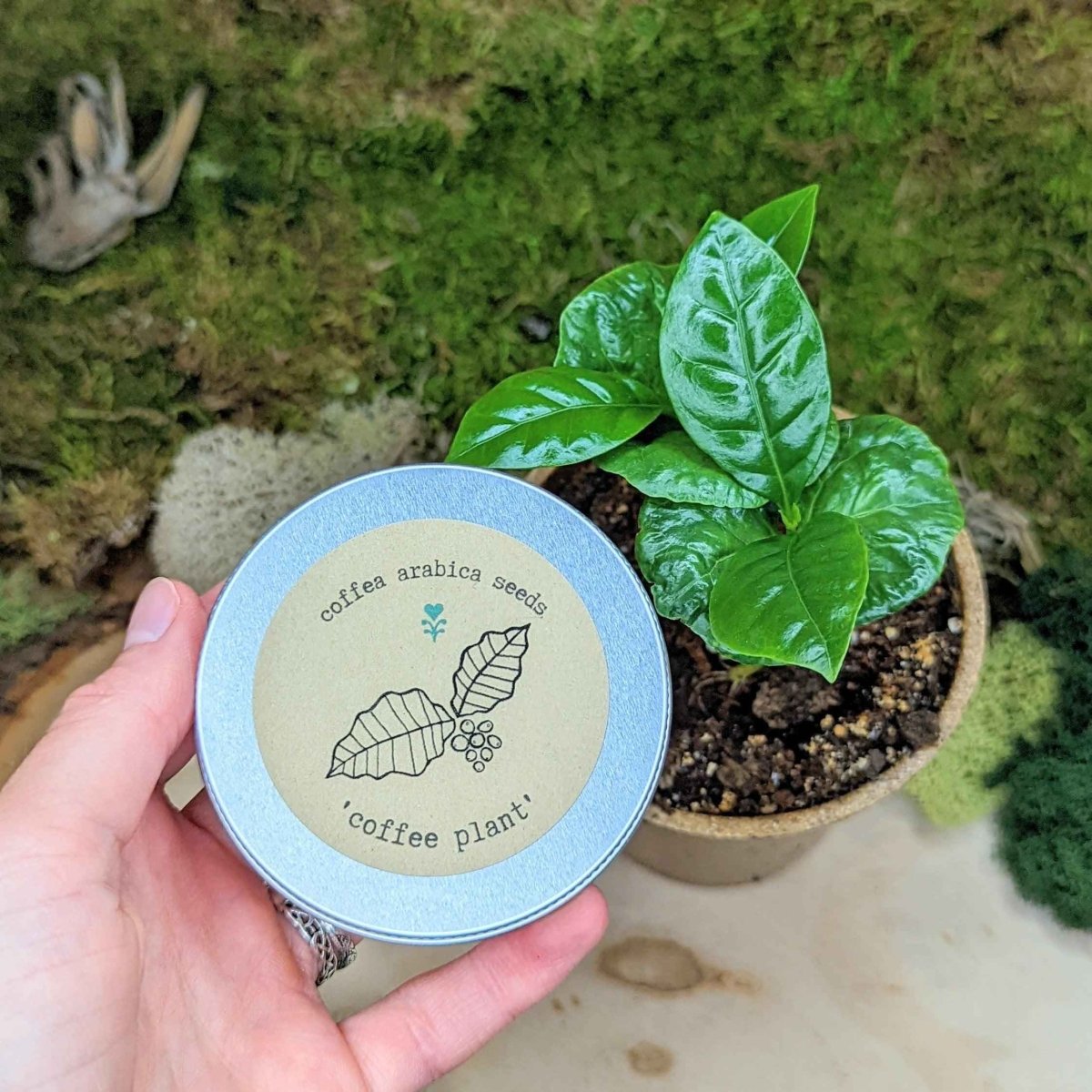 "Houseplant Buff" Houseplant Seed Collection, view 4