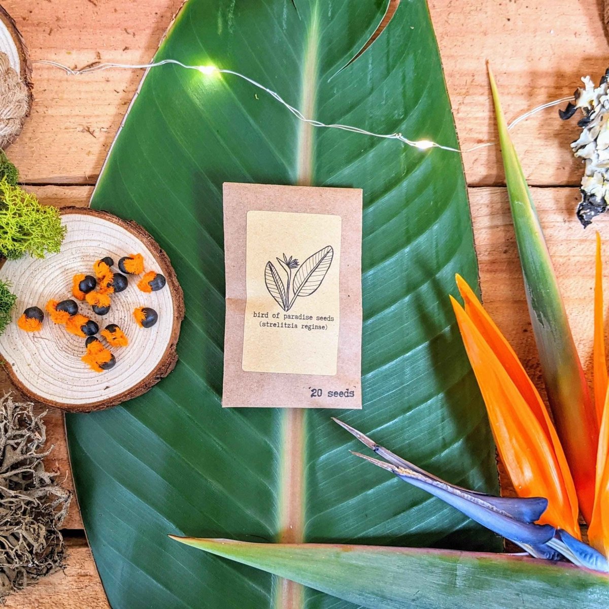 "Houseplant Buff" Houseplant Seed Collection, view 6