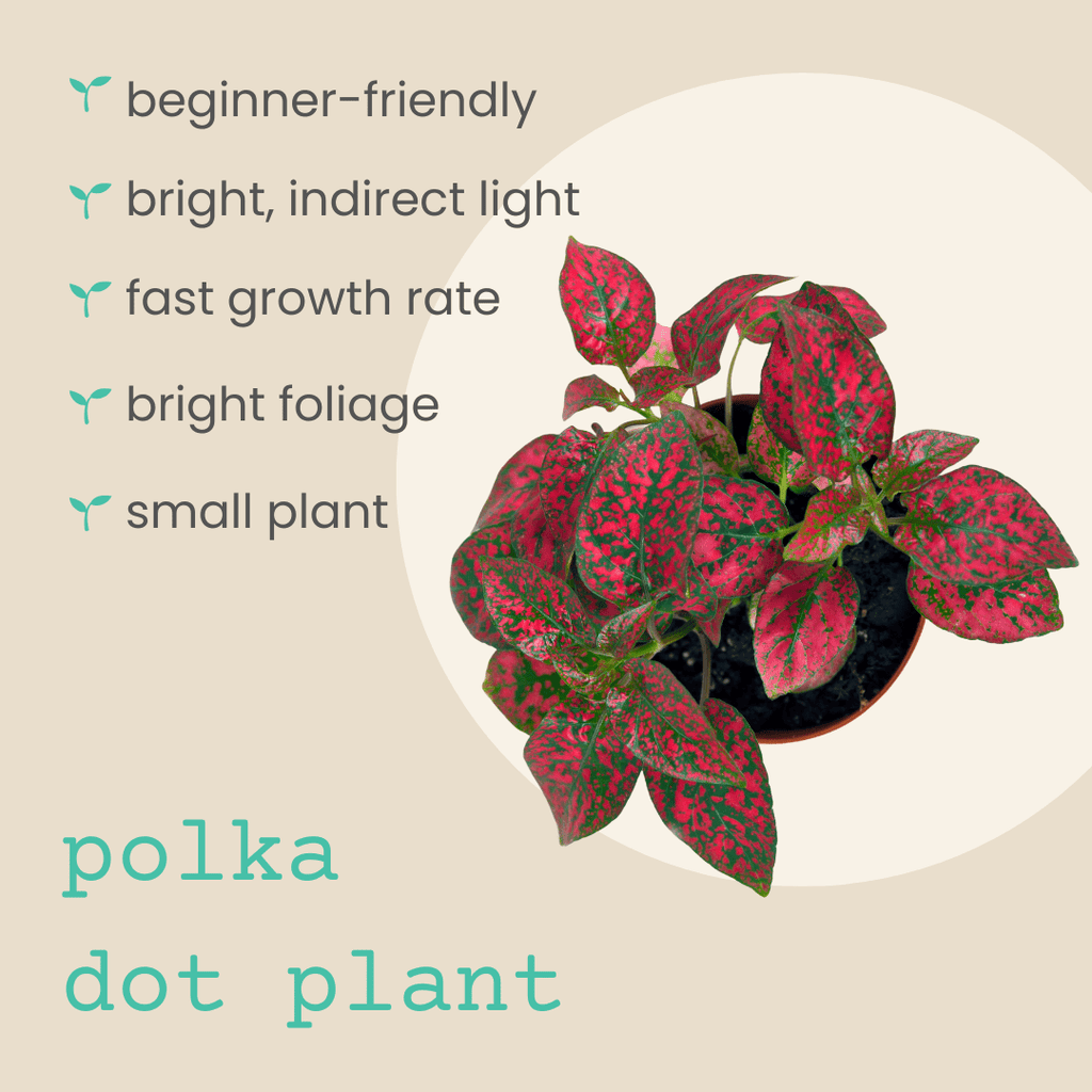 Hypoestes 'Polka Dot Plant' Seeds, view 3