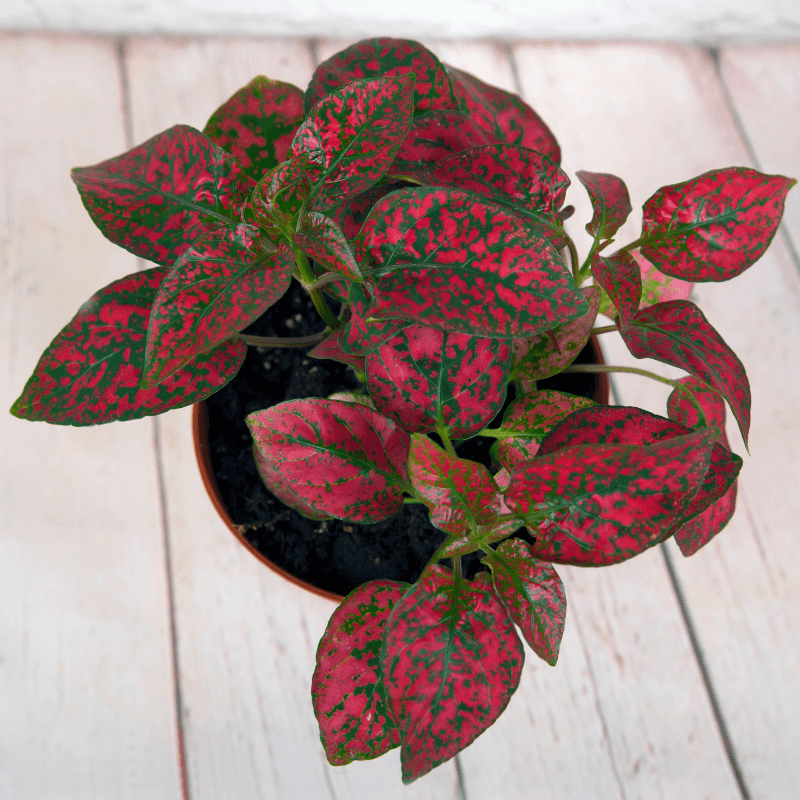 Hypoestes 'Polka Dot Plant' Seeds, view 11