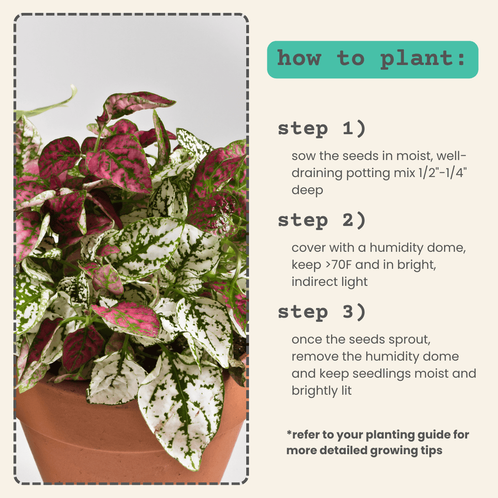 Hypoestes 'Polka Dot Plant' Seeds, view 7