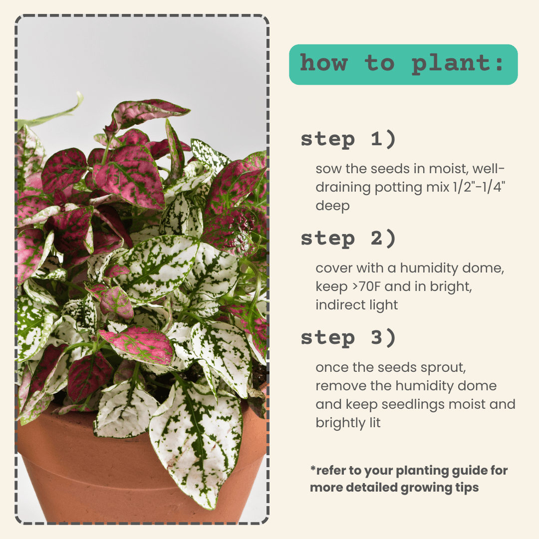 Hypoestes 'Polka Dot Plant' Seeds, view 7