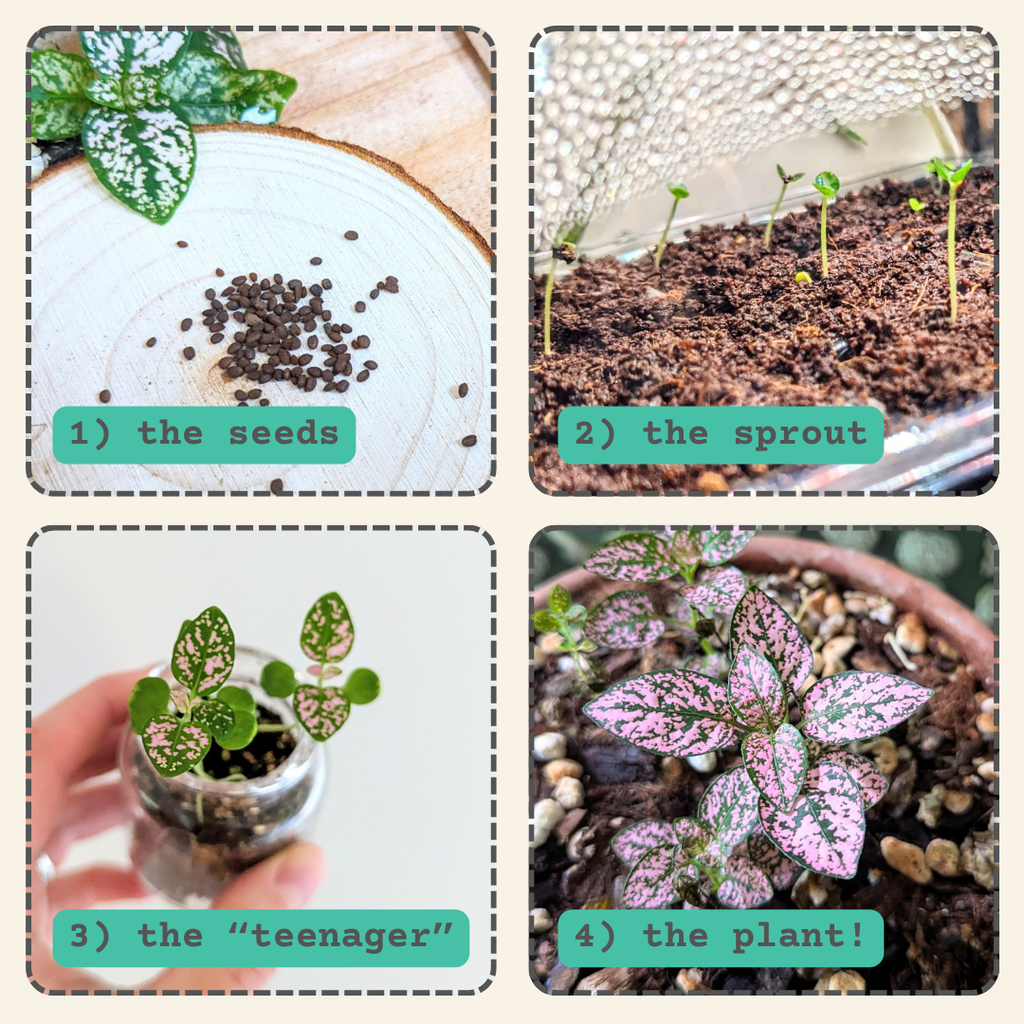 Hypoestes 'Polka Dot Plant' Seeds, view 5