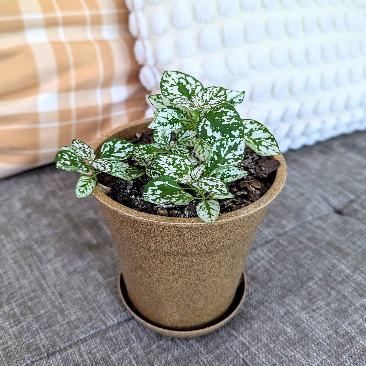 Hypoestes 'Polka Dot Plant' Seeds, view 12
