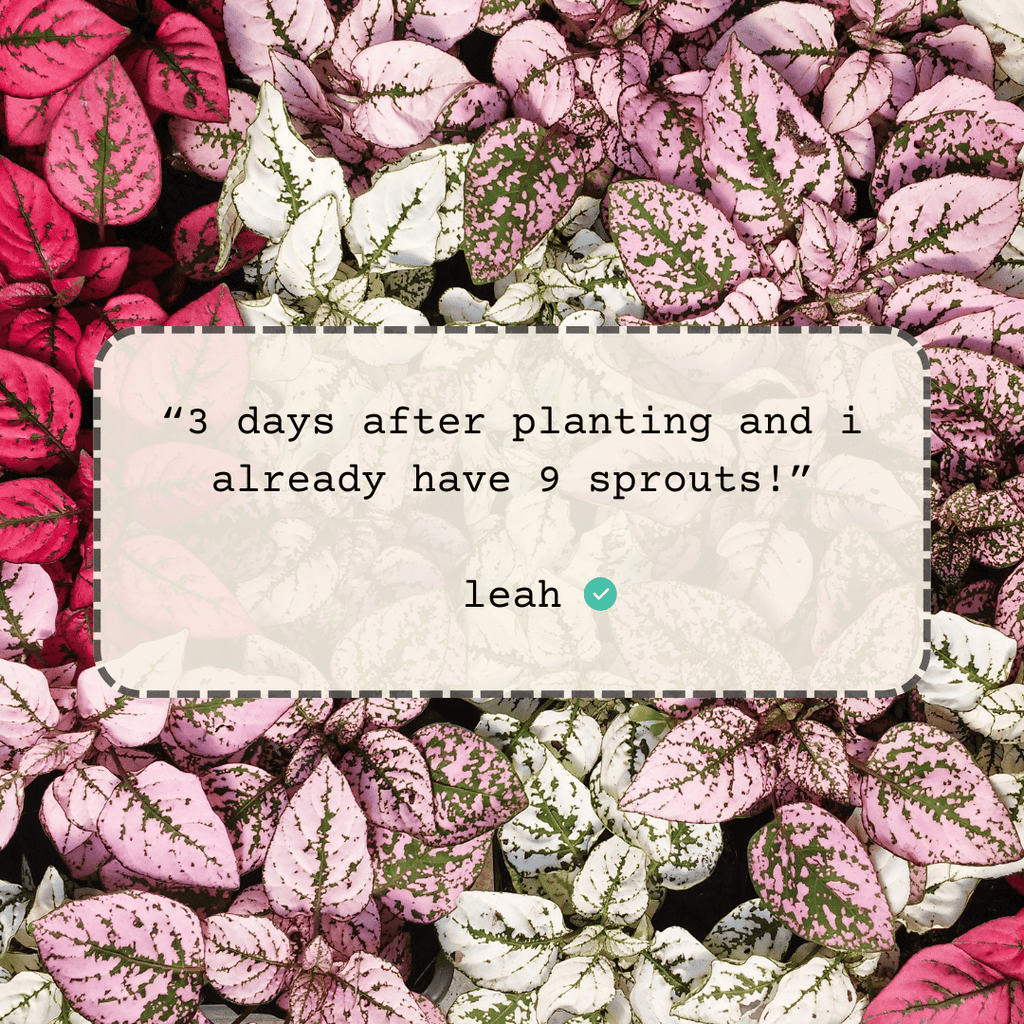 Hypoestes 'Polka Dot Plant' Seeds, view 6