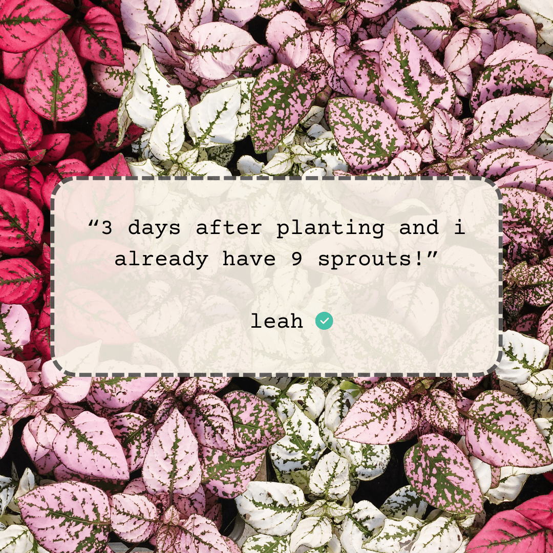 Hypoestes 'Polka Dot Plant' Seeds, view 6