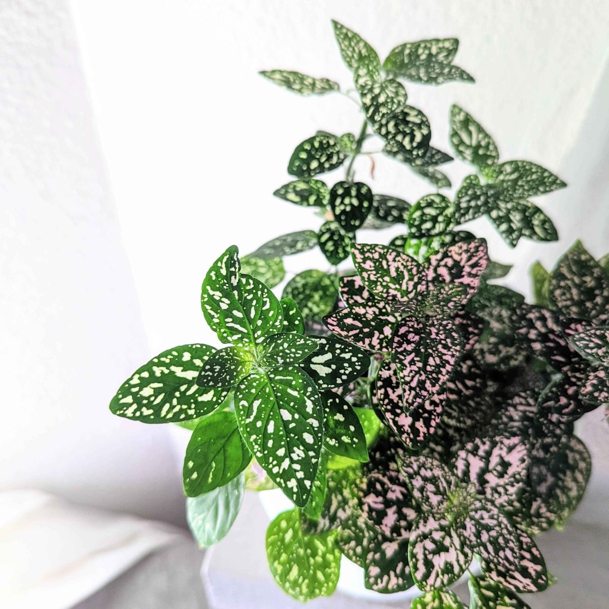 Hypoestes 'Polka Dot Plant' Seeds, view 10