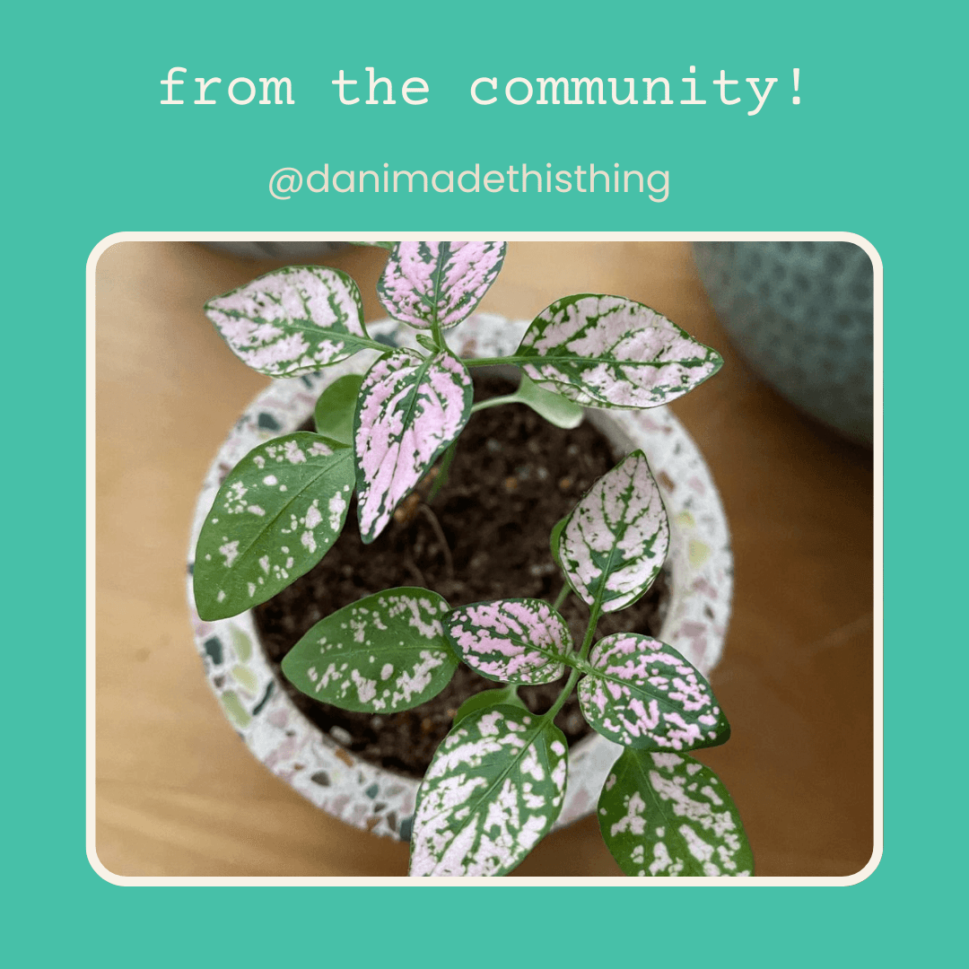 Hypoestes 'Polka Dot Plant' Seeds, view 8
