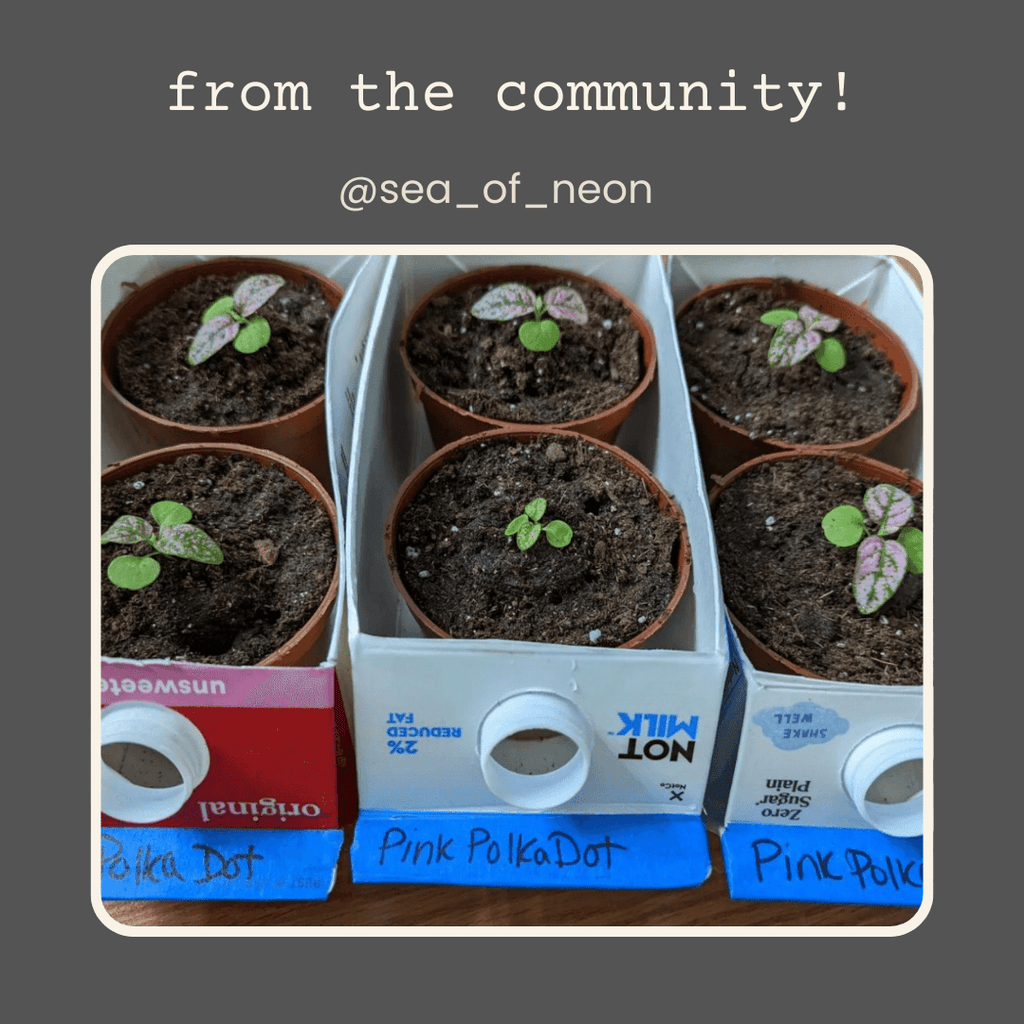 Hypoestes 'Polka Dot Plant' Seeds, view 9