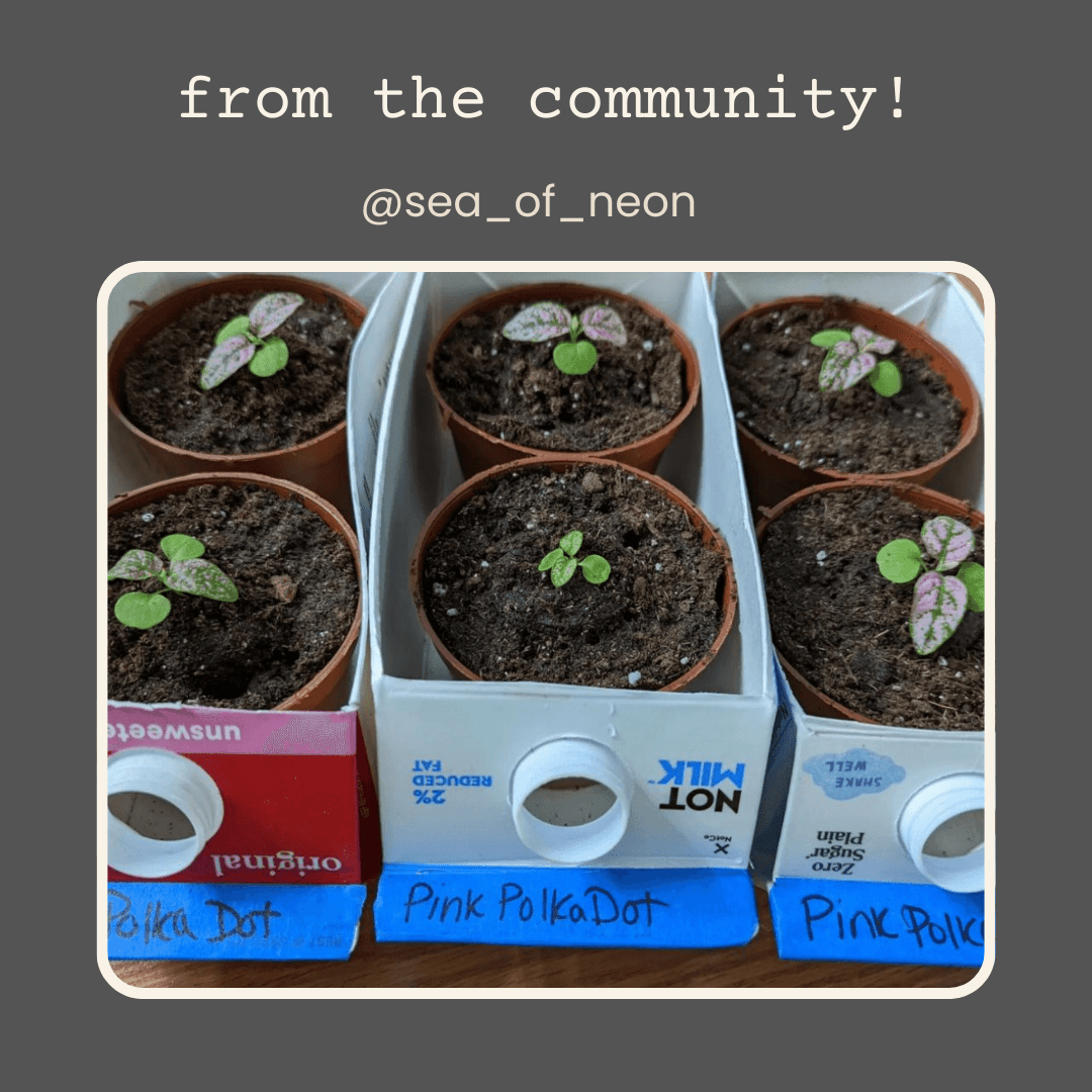 Hypoestes 'Polka Dot Plant' Seeds, view 9