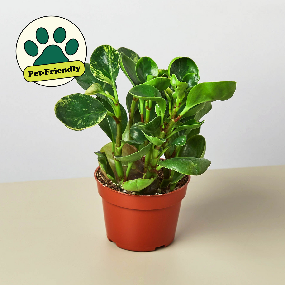 Marble Peperomia