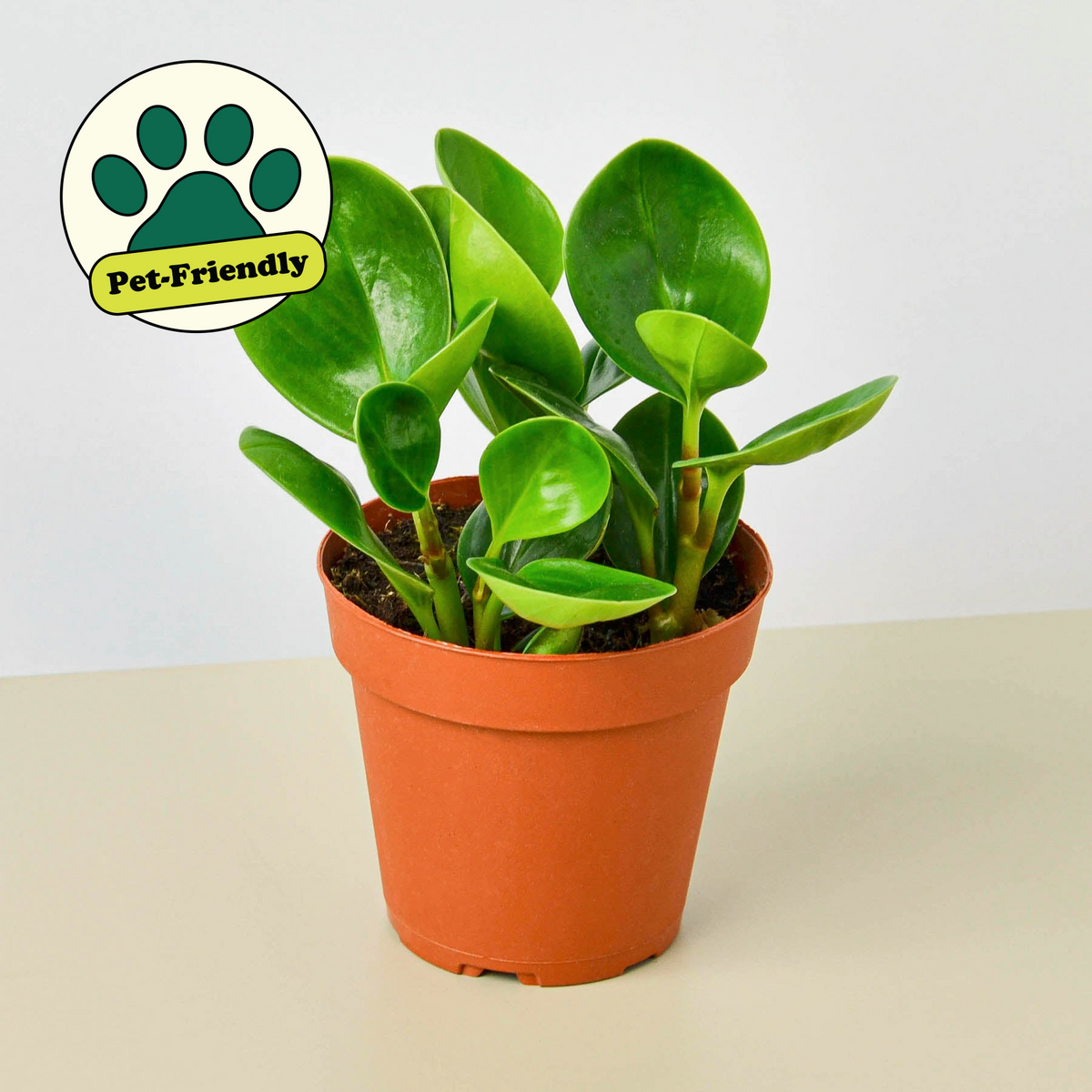 Peperomia 'Thailand' baby rubber plant