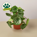 Watermelon Peperomia