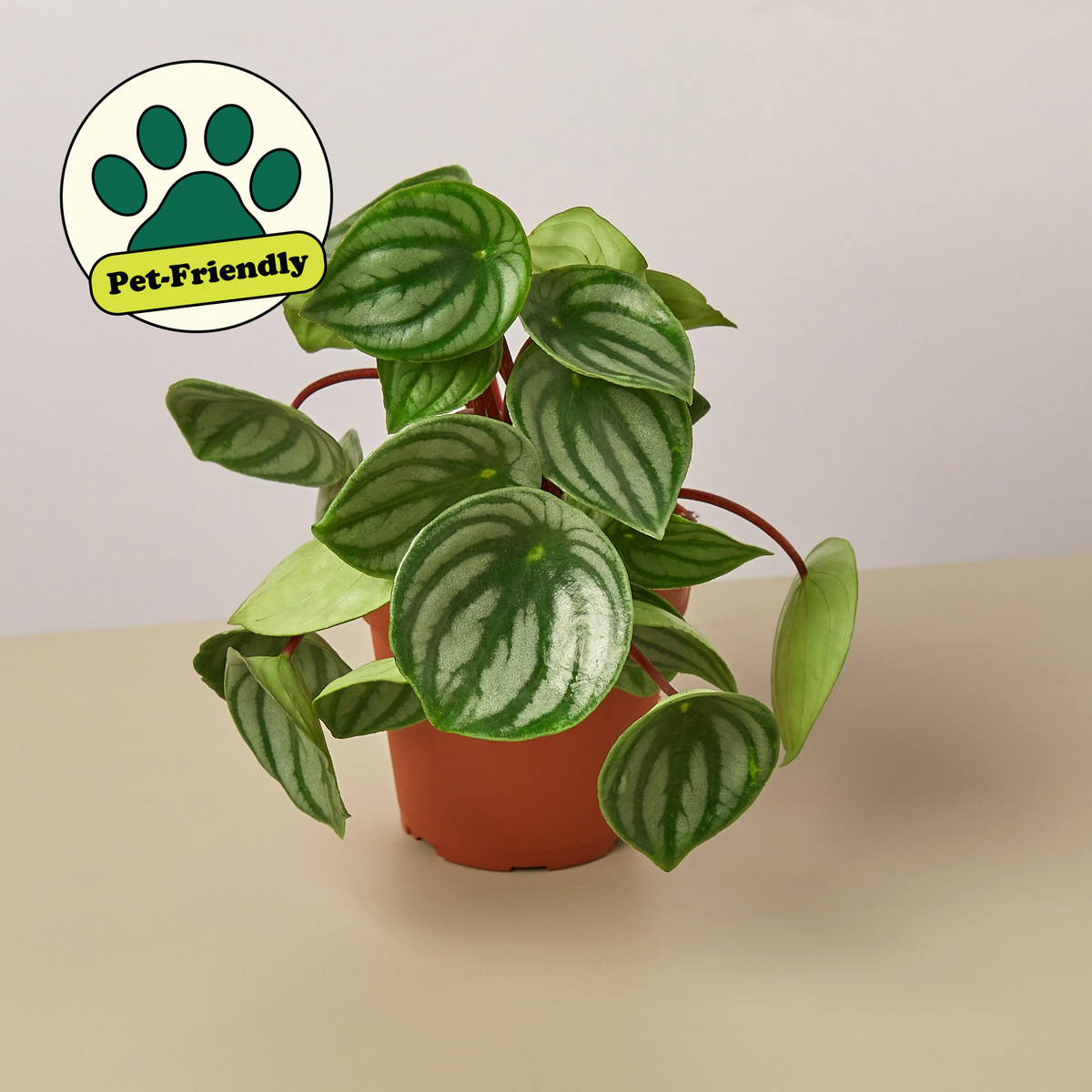 Watermelon Peperomia