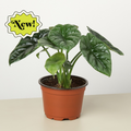 Alocasia 'Mirror Face' in 4" pot