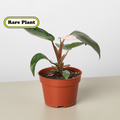 Philodendron Pink Princess