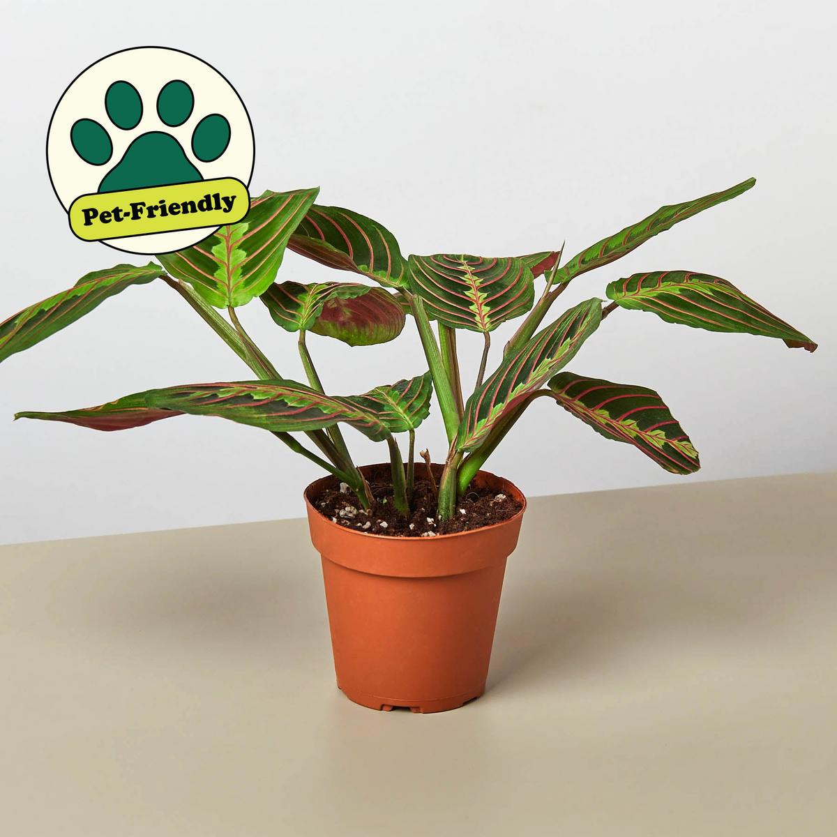 Maranta Red Prayer Plant