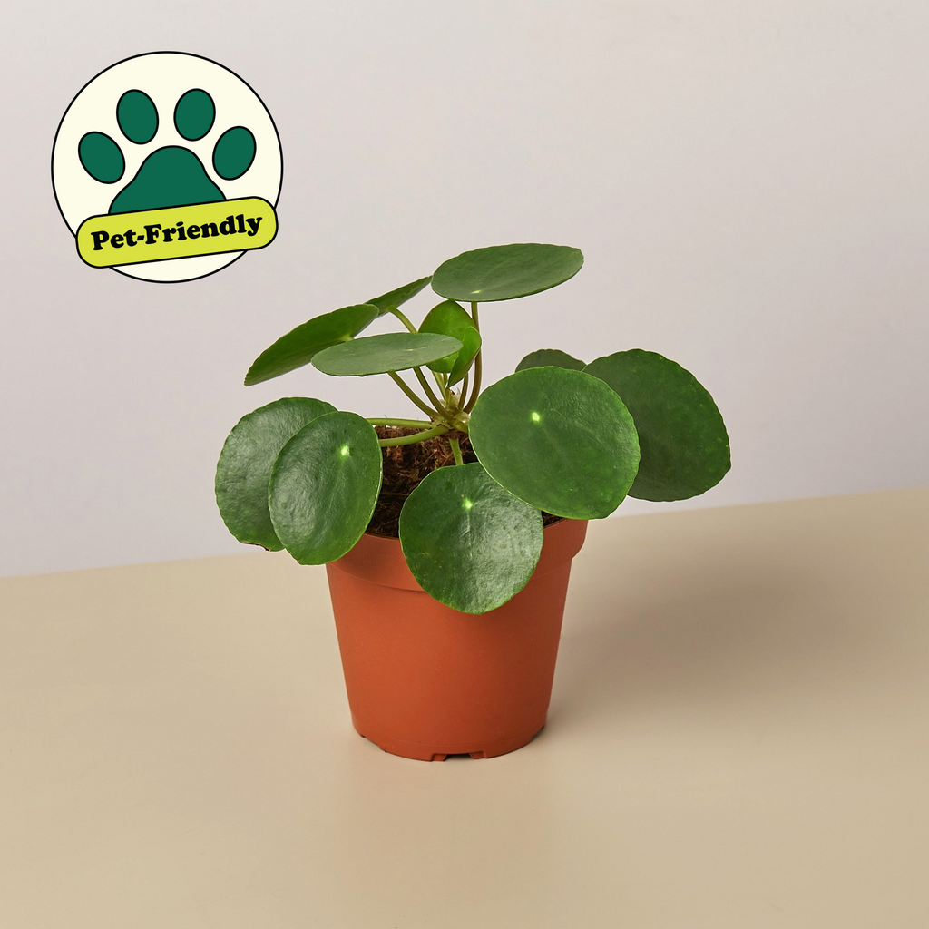 Pilea peperomioides Chinese money plant