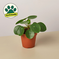 Pilea peperomioides Chinese money plant