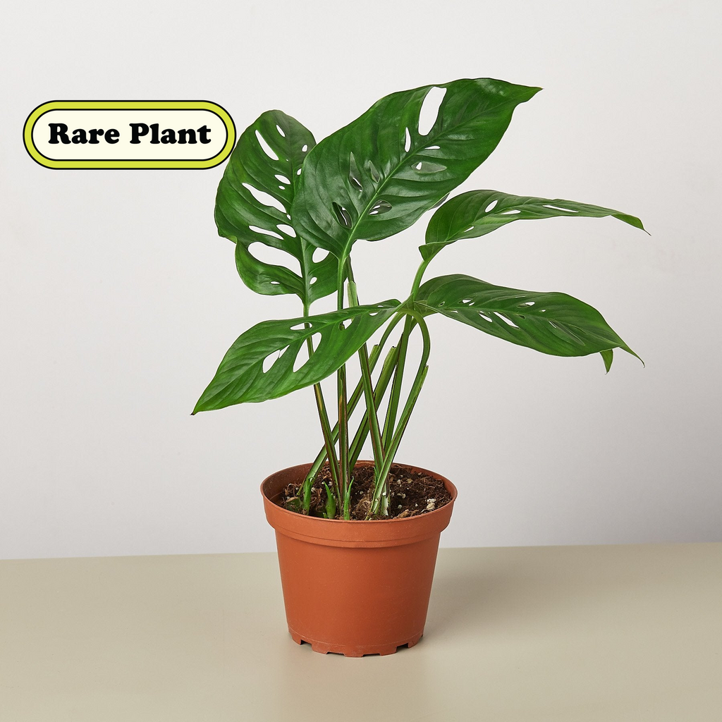 Monstera adansonii Swiss cheese vine