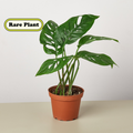 Monstera adansonii Swiss cheese vine