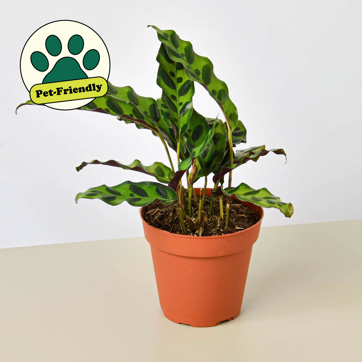 Calathea lancifolia Rattlesnake plant