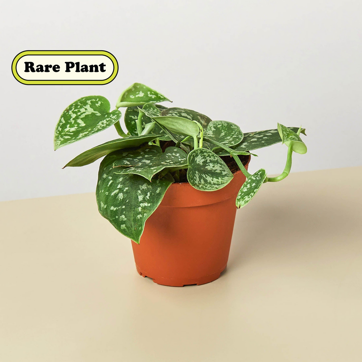 Pothos Satin Scindapsus pictus Argyraeus