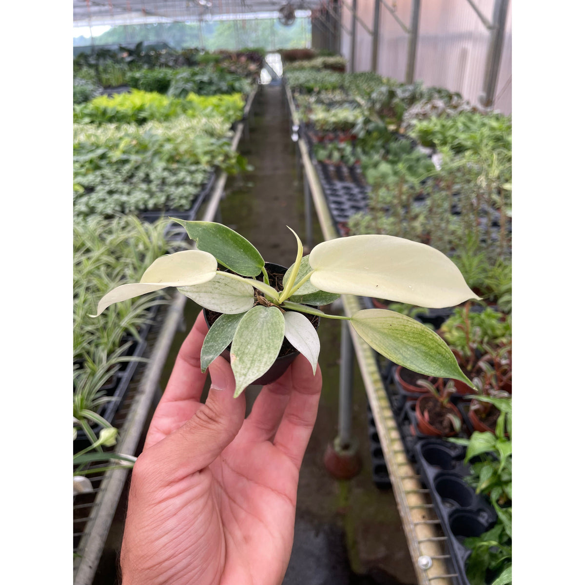 Philodendron 'Florida Ghost', view 2