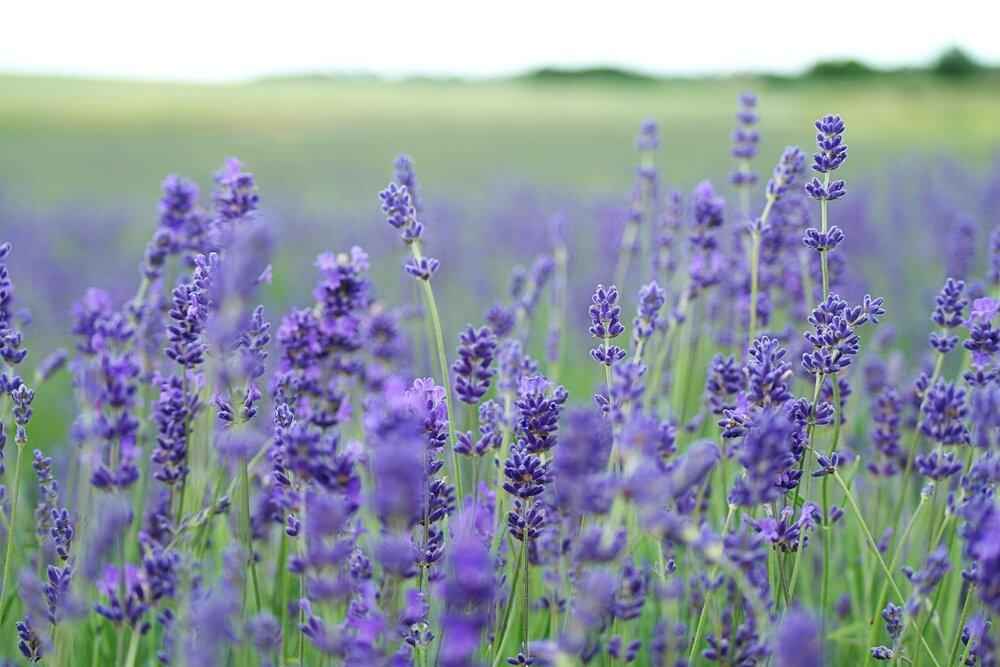 Lavender Seeds, view 3