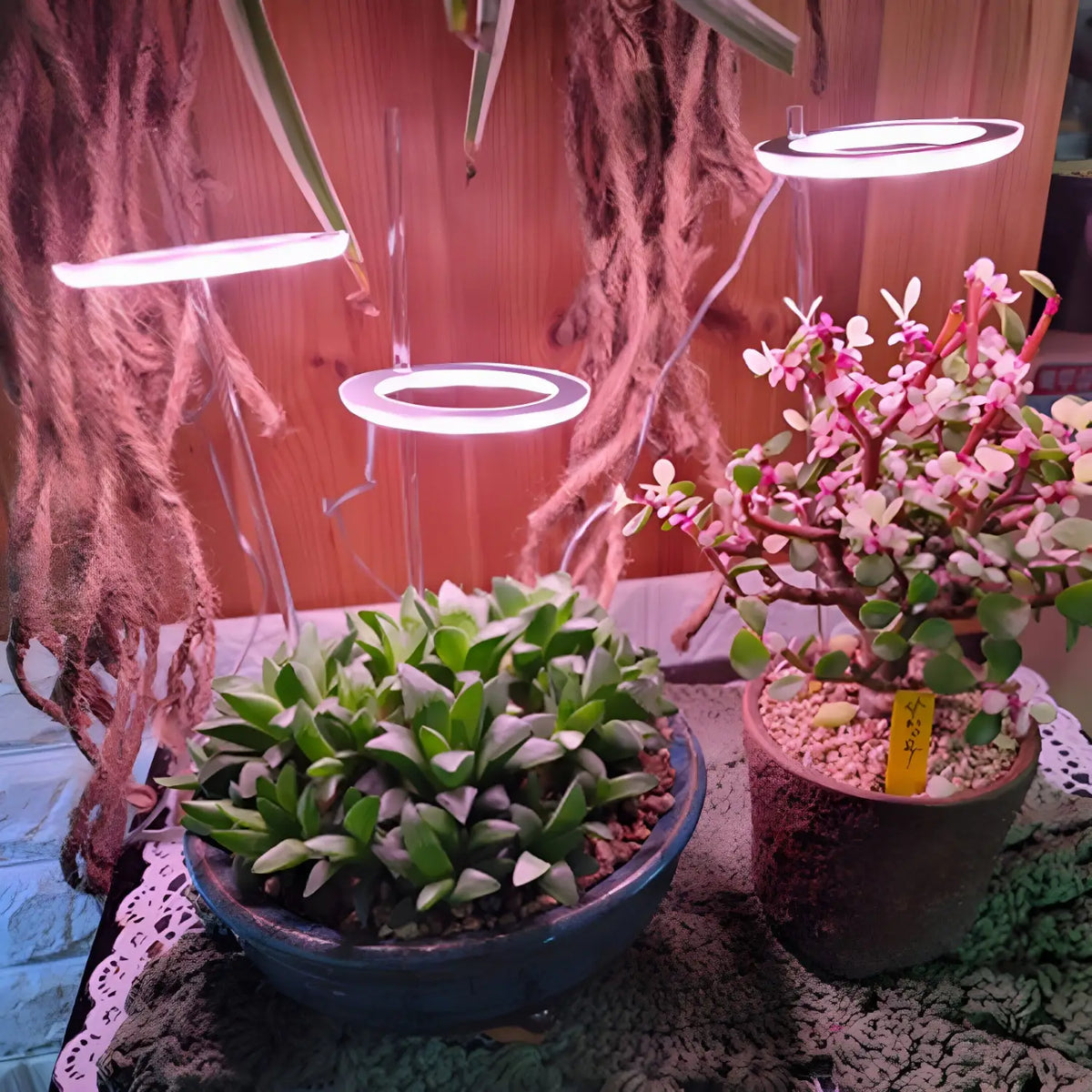 LED Grow Light Full Spectrum Angel Ring USB Lamp for Indoor Plants, view 4