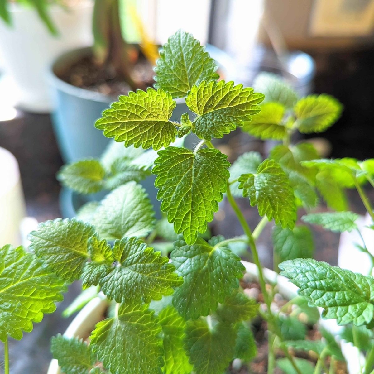 Lemon Balm Seeds, view 4