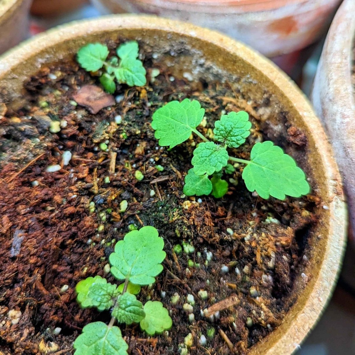 Lemon Balm Seeds, view 3