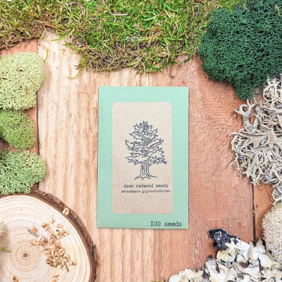 Metasequoia Glyptostroboides 'Dawn Redwood' Seeds, view 2