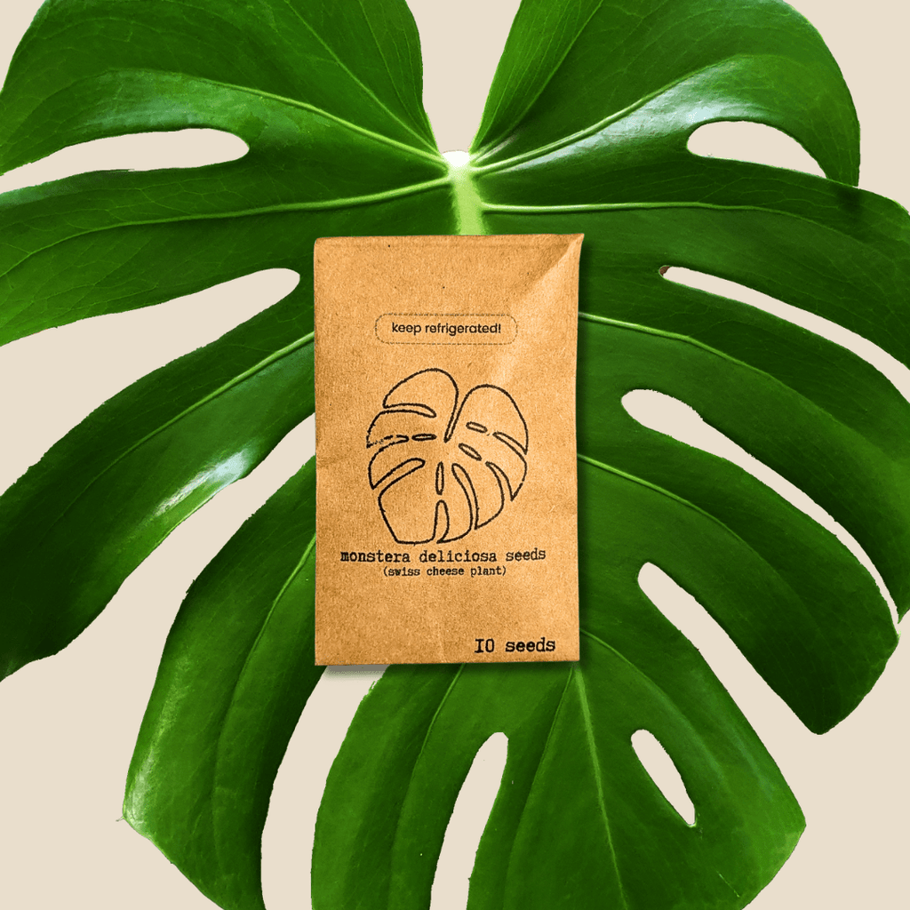 Monstera deliciosa seeds