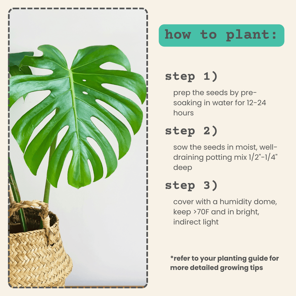 Monstera deliciosa seeds, view 6