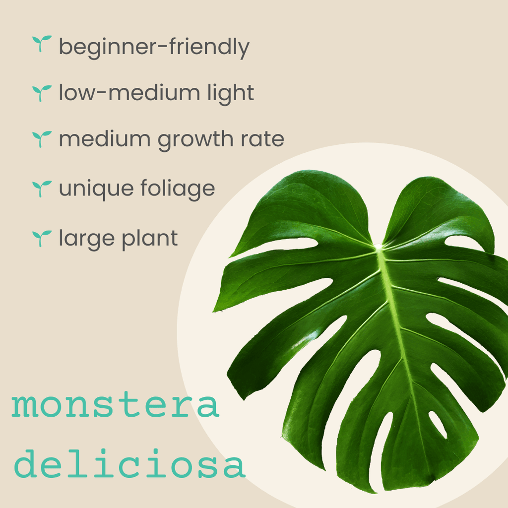 Monstera deliciosa seeds, view 2
