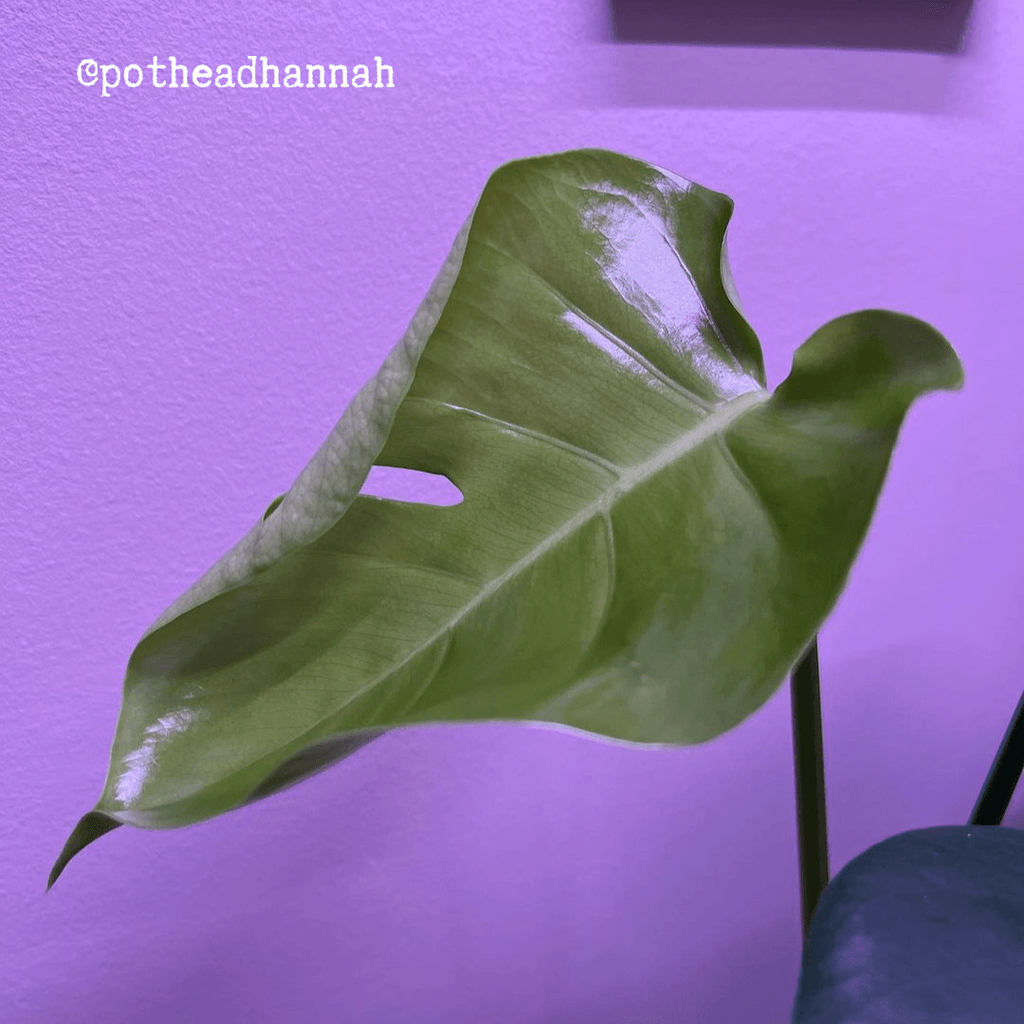 Monstera deliciosa seeds, view 9