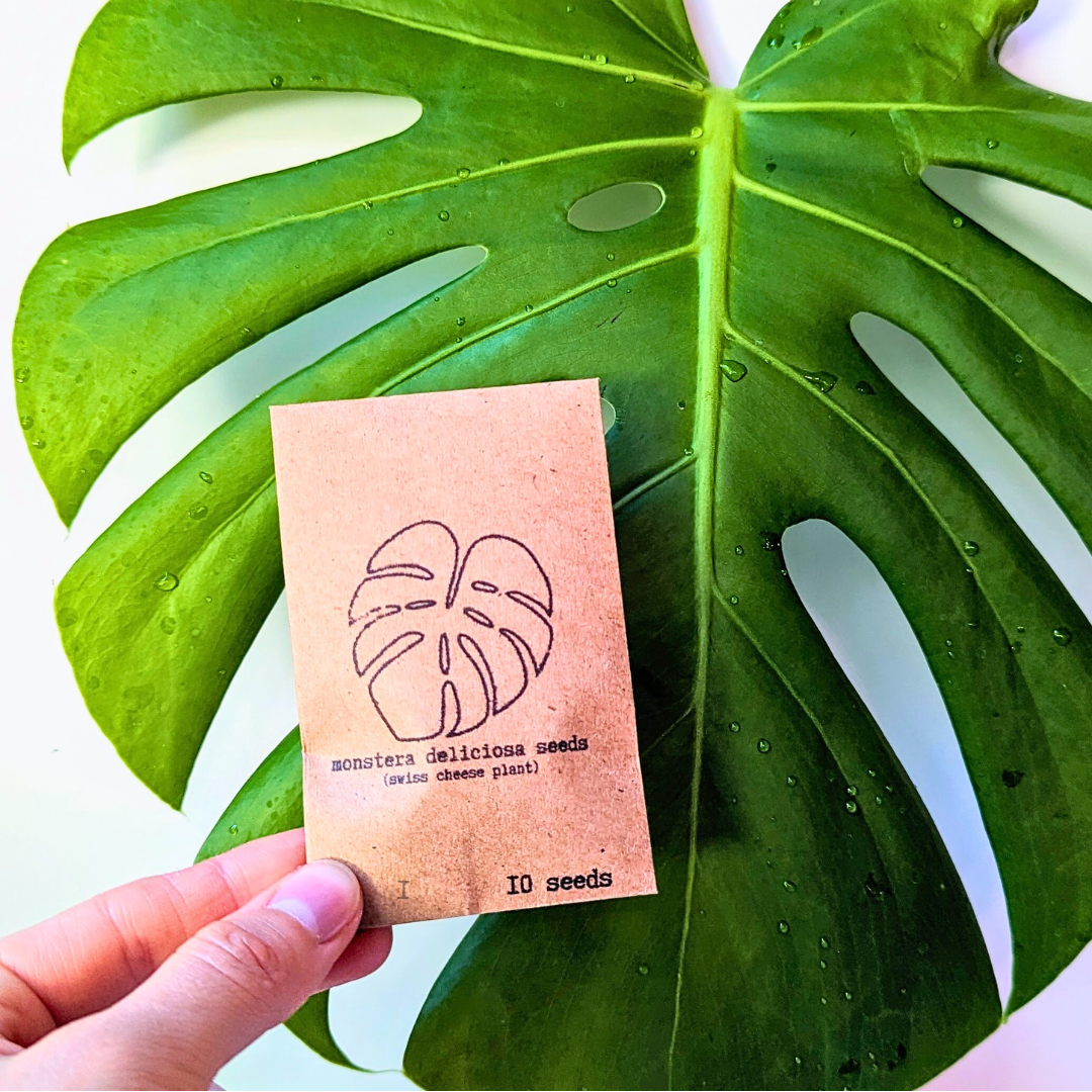 Monstera deliciosa seeds, view 11
