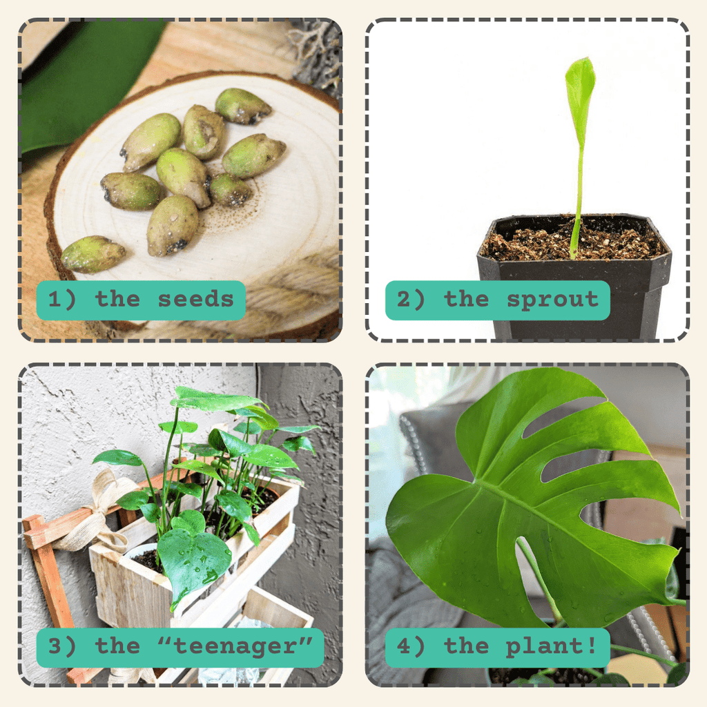 Monstera deliciosa seeds, view 4