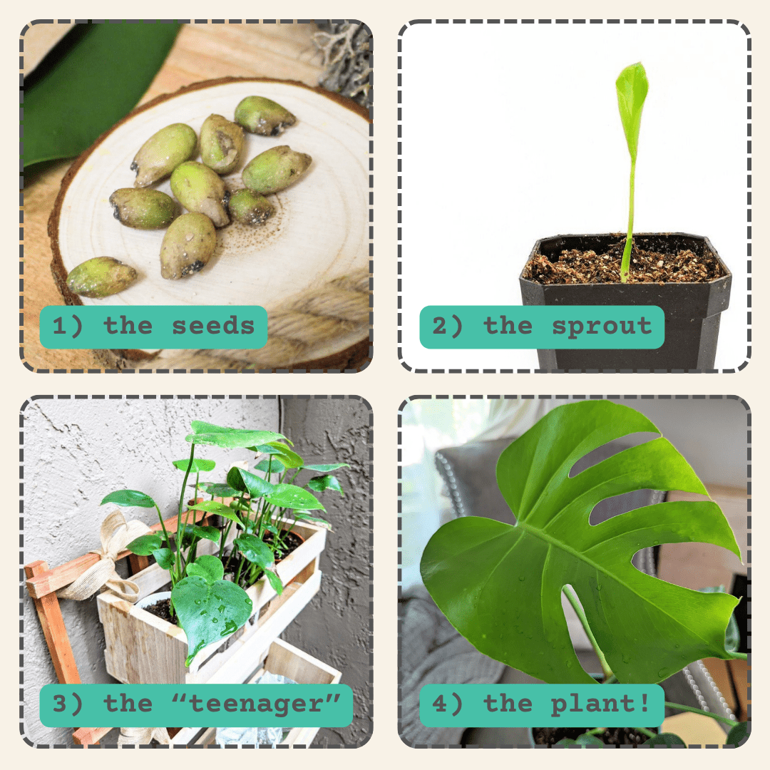 Monstera deliciosa seeds, view 4