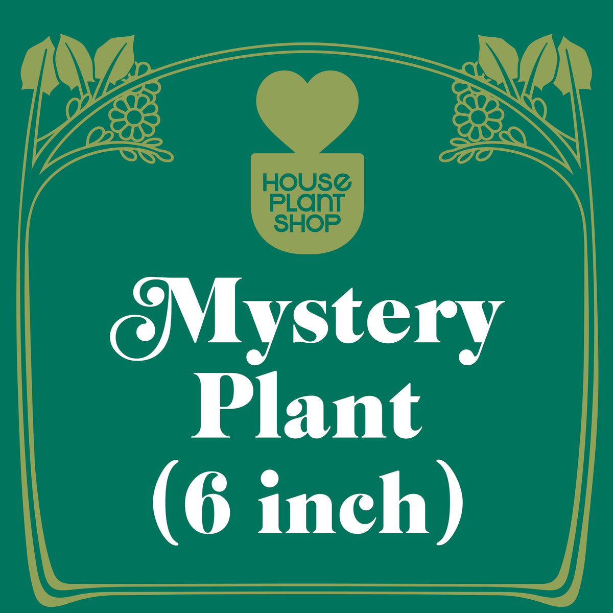 Mystery pet-friendly houseplant, view 2