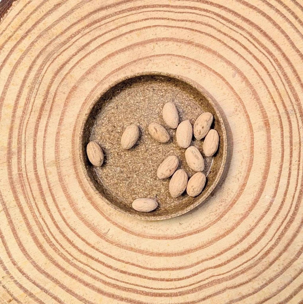 Olea Europaea 'Olive Tree' Seeds, view 2