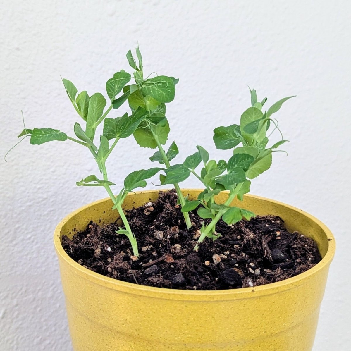 Organic Dwarf Sugar Snap Pea Seeds, view 2