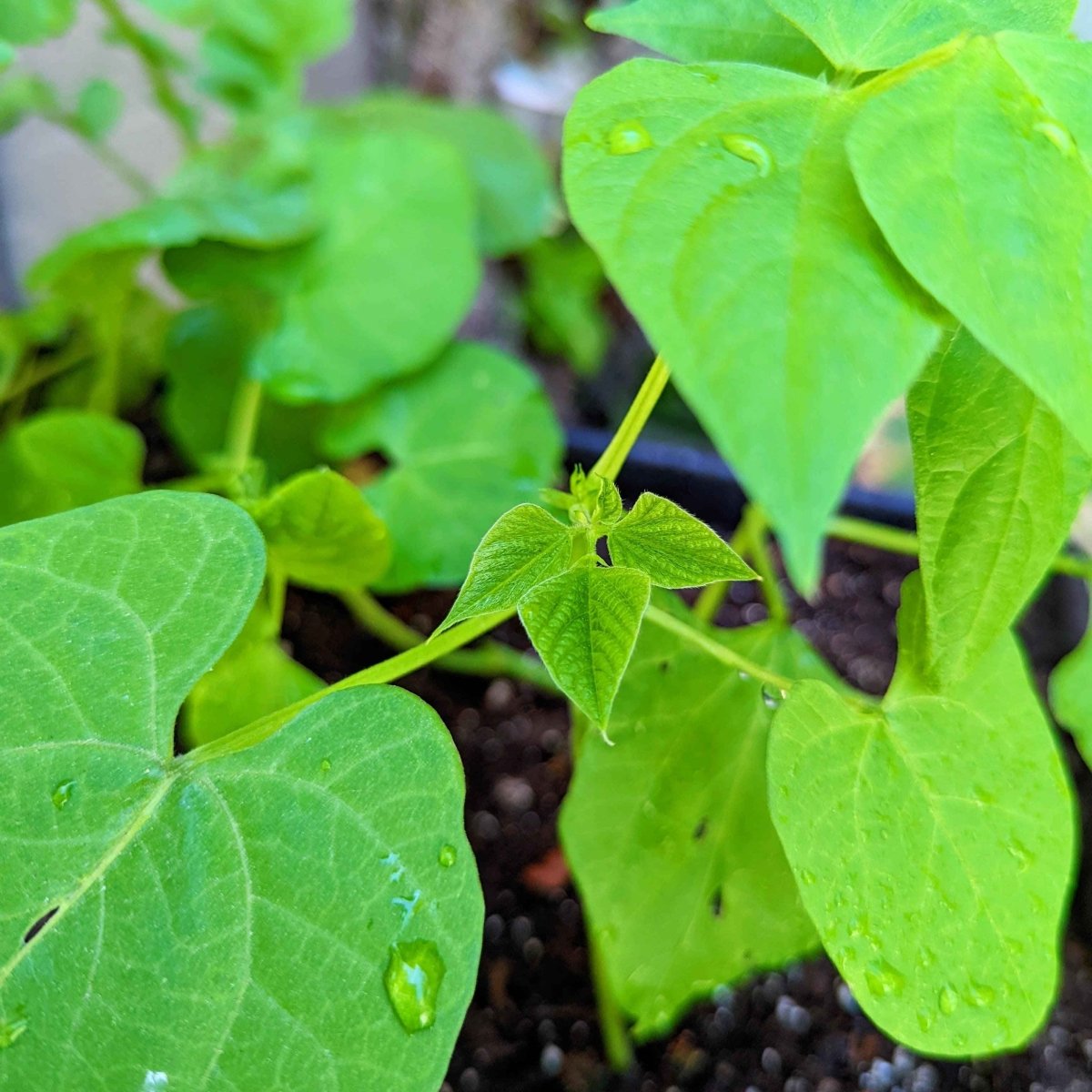 Organic Green Bean Seeds, view 5