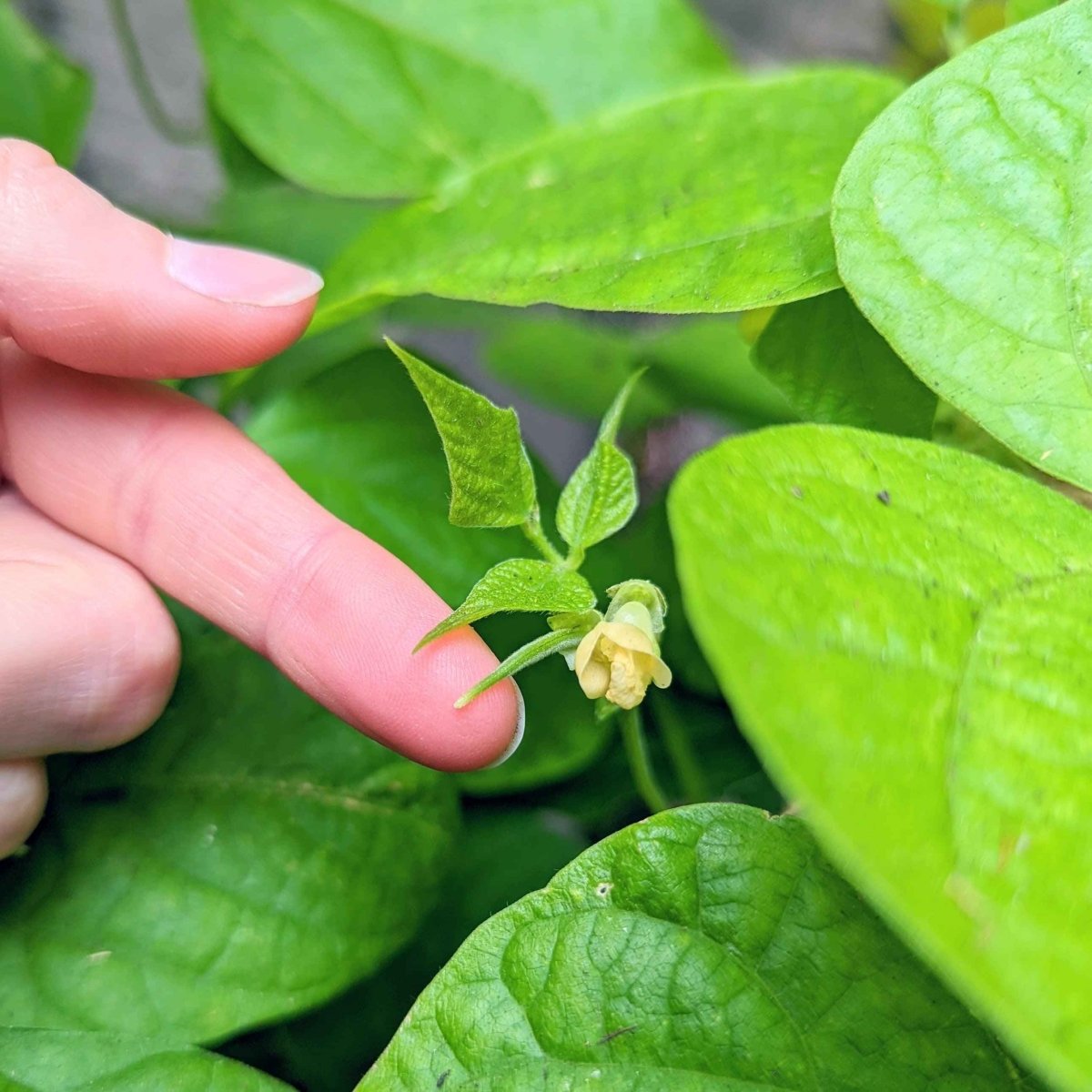 Organic Green Bean Seeds, view 7
